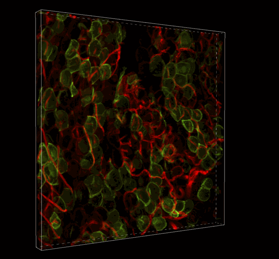 Live 3D Imaging of Adipose Tissue